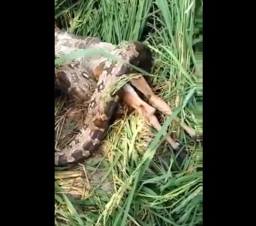 Python swallows calf in Fatehpur