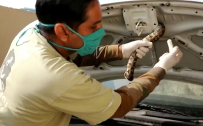 Python Snake inside car's bonnet shocks family in Agra
