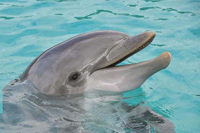 dolphin-3416542_640