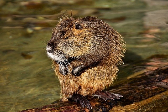 beaver-rat-2909523_640