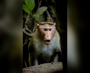 Monkey Pixabay