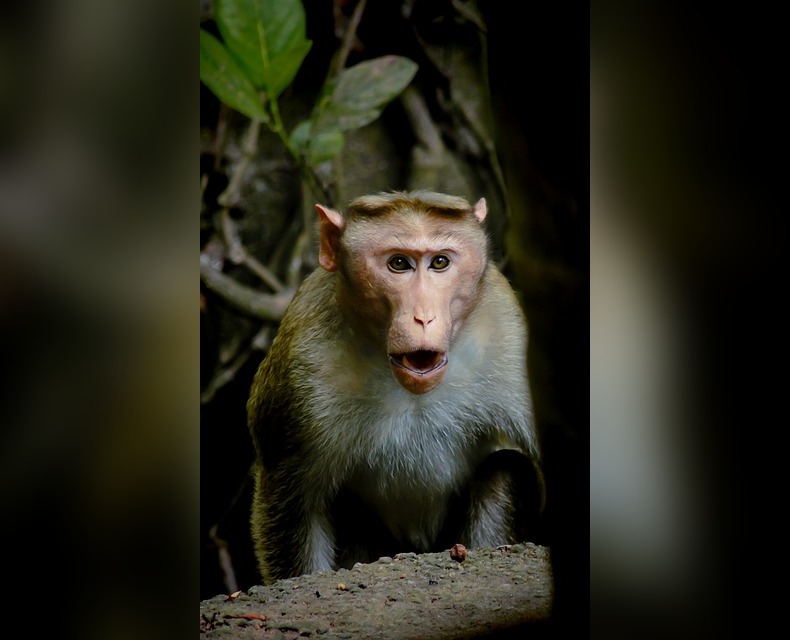 Monkey Pixabay