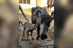 IVF Calf