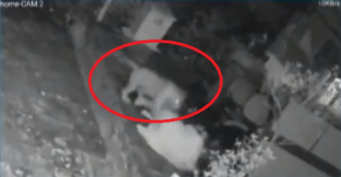 Leopard attacks woman in Mumbai 2