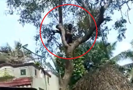 Vaccine Hesistancy Man Climsbs Tree In Puducherry