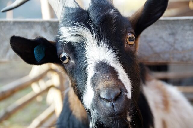 goat-5779991_640 (1)