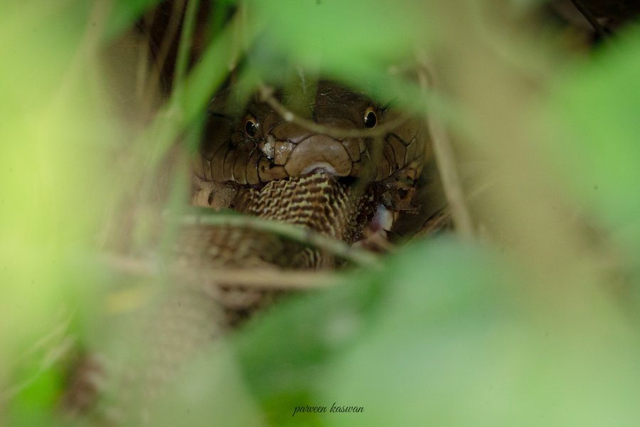King Cobra eating another cobra