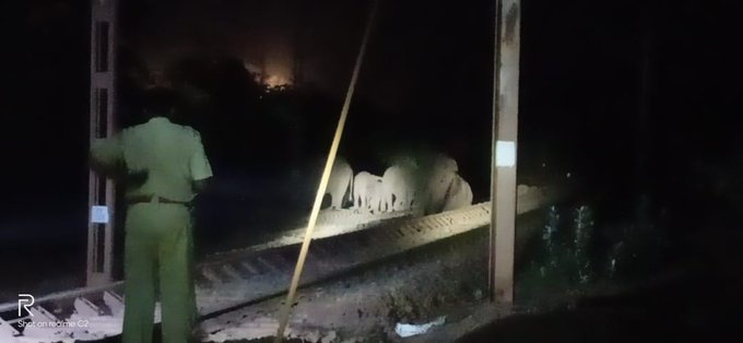elephants killed as goods train runs over