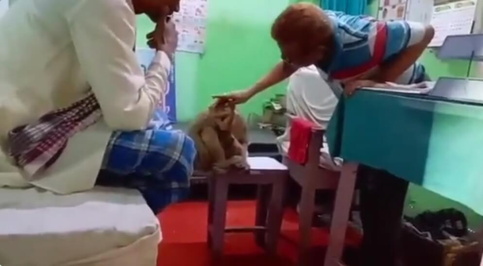 Bihar Monkey Rohtas (1)