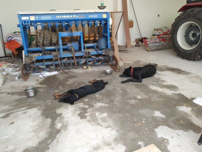 Sidhu Moosewala Dog (1)