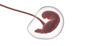 foetus-geb7679425_640 (1)