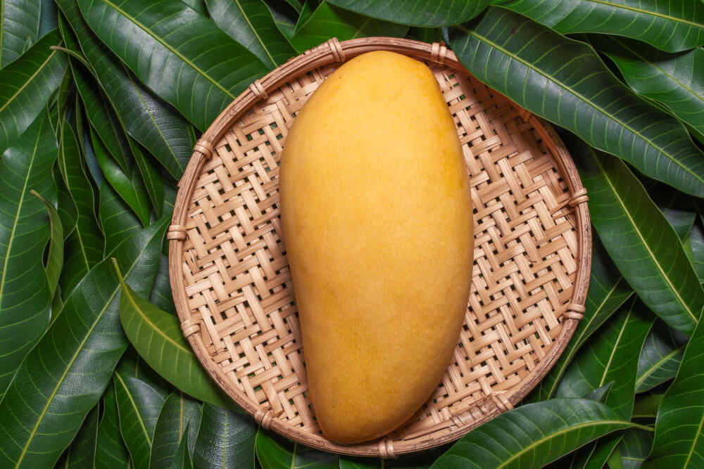 Mango 1 fresh-juicy-beautiful-mango-fruit-bamboo-sieve-green-leaf-background-tropical-summer-harvest-concept-top-view-close-up-macro-copy-space (1)