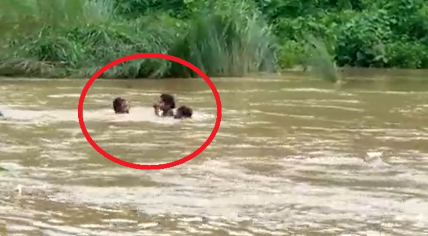 Andhra woman swims in river to write exam (1)