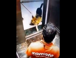 Dog bites delivery boy in lift in Mumbai (1)