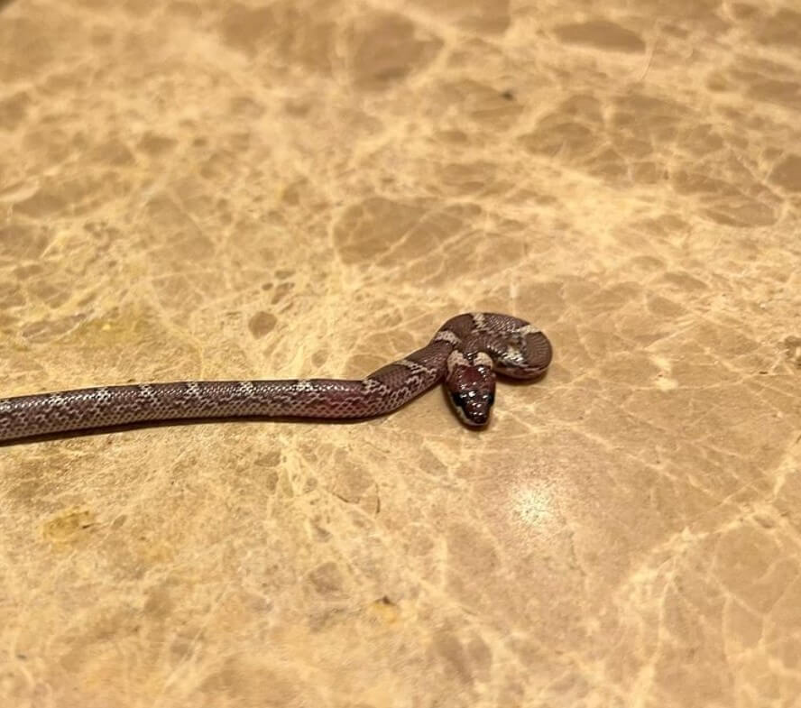 Snake in Mitchel Johnsons room (1)