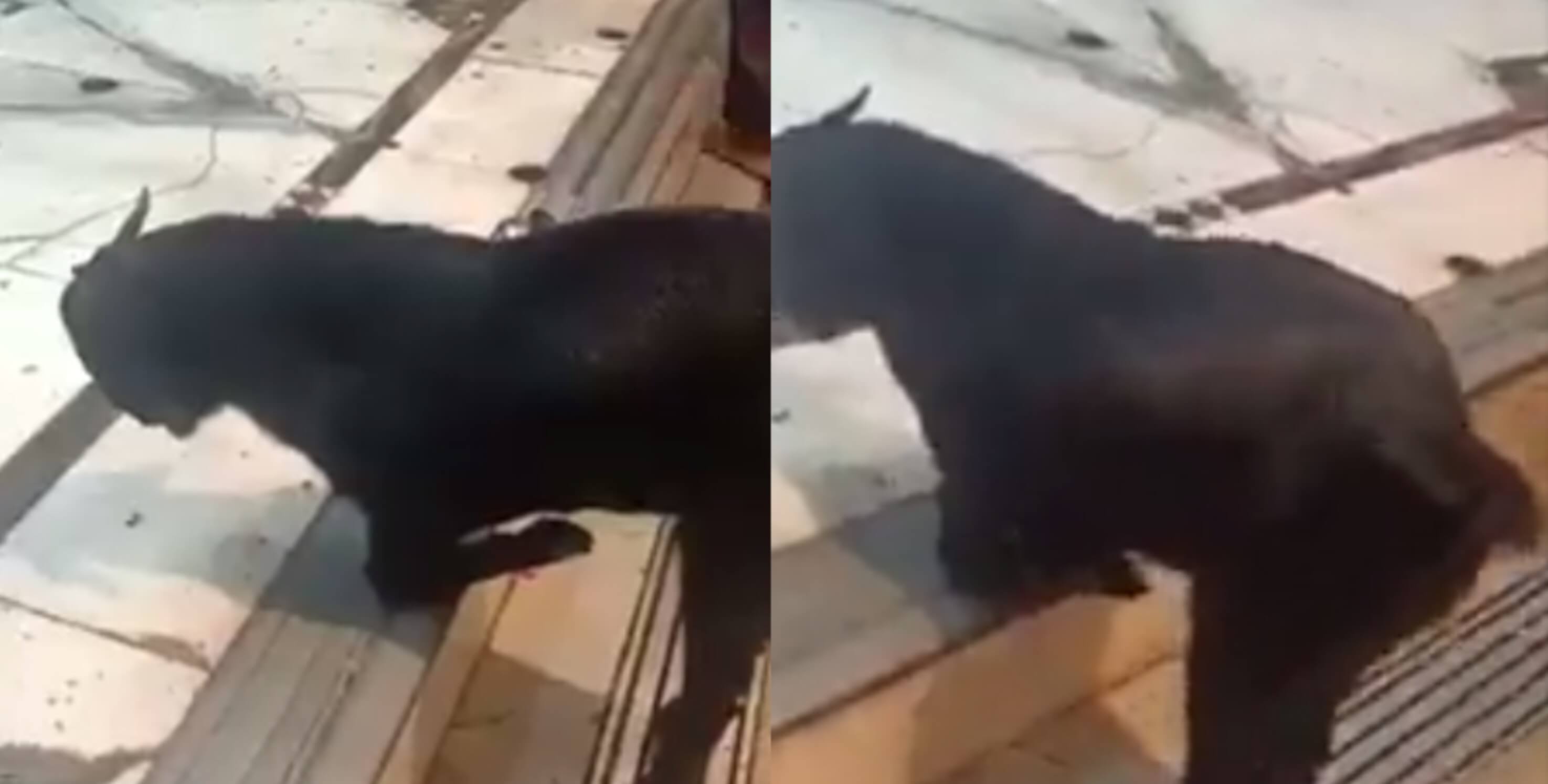 Kanpur Male Goat 2 2 (1)