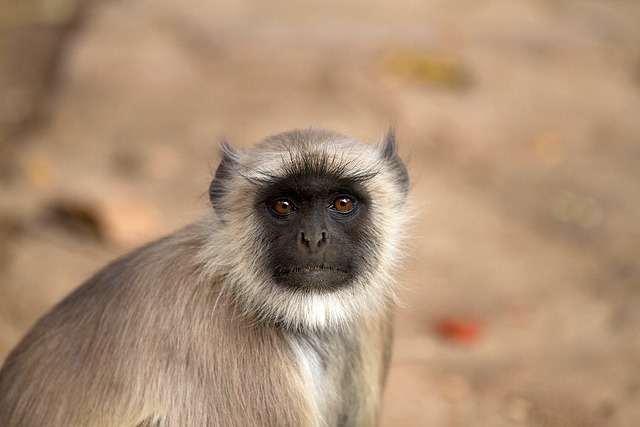 Langur ape-gb1f0004b3_640