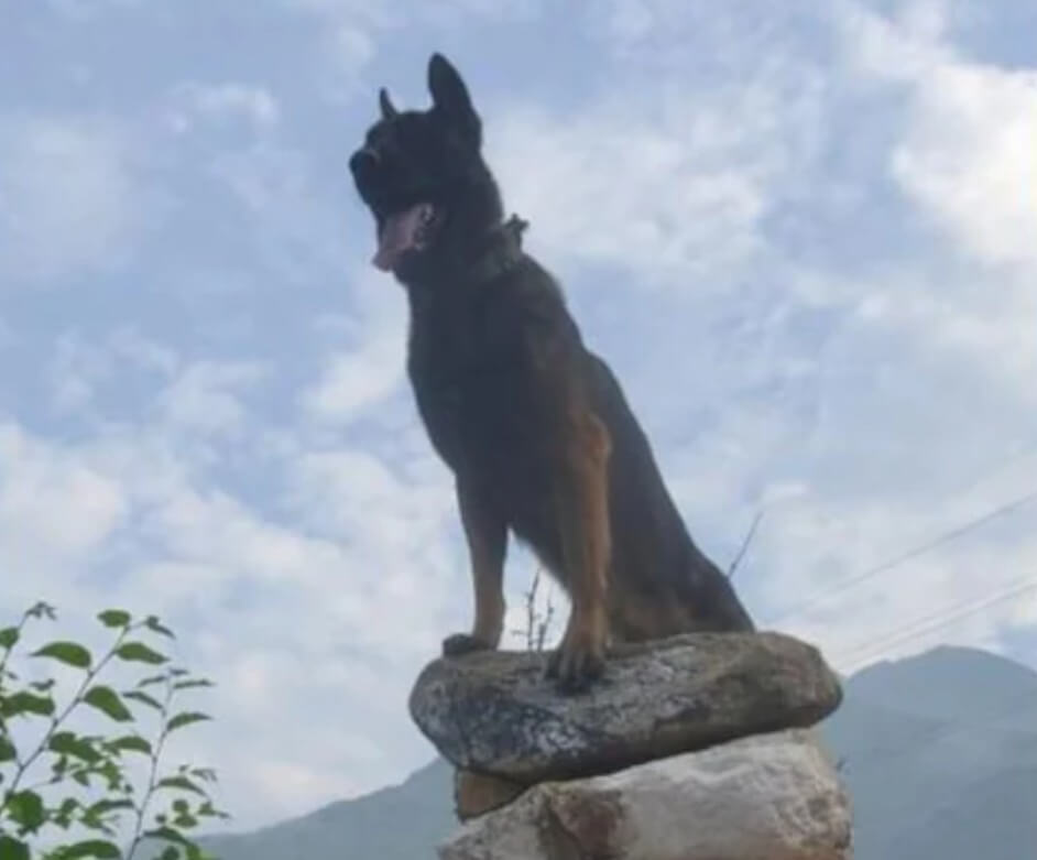 Zoom Army Dog (2) (1)