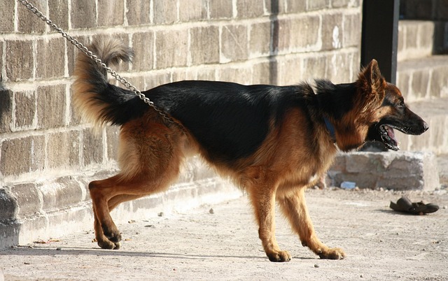 german-shephard-166973_640