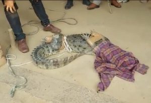 Family wakes up to find crocodile in their home in UP village (1) (1)