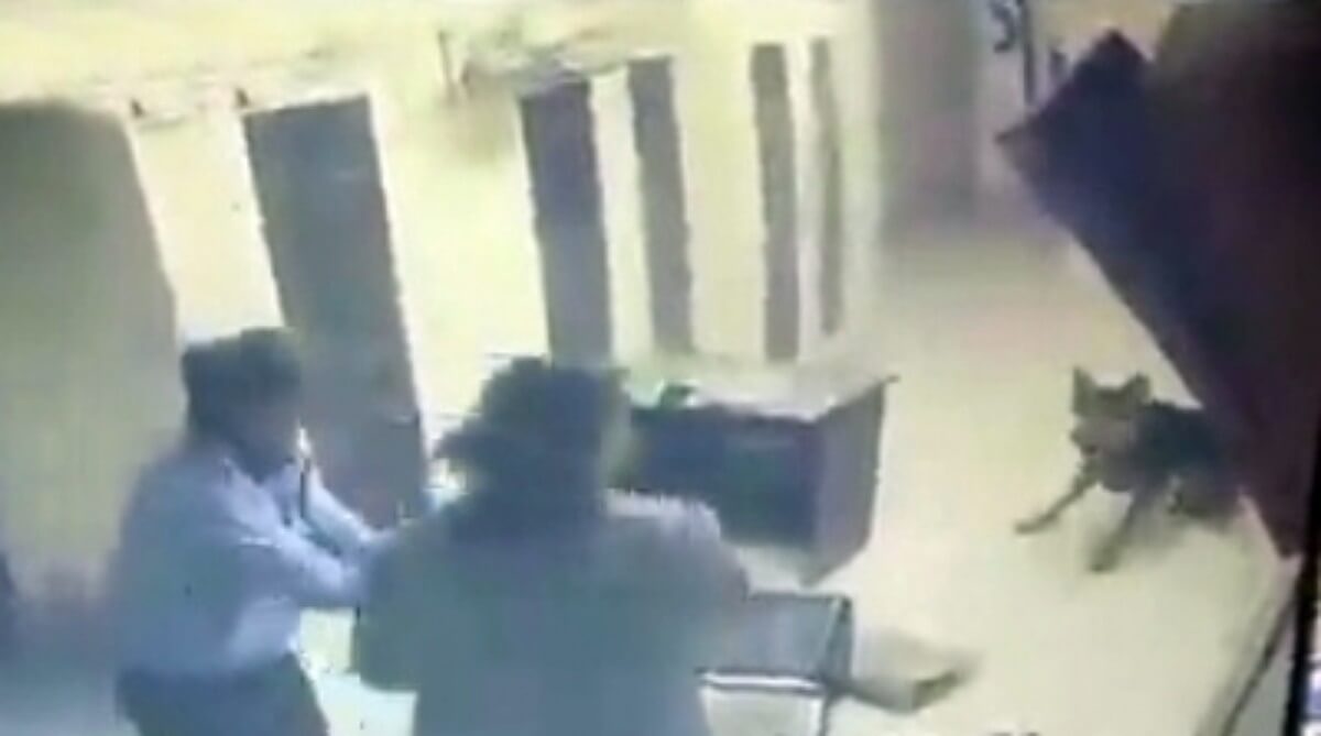 pet dig attacks security guard (1)