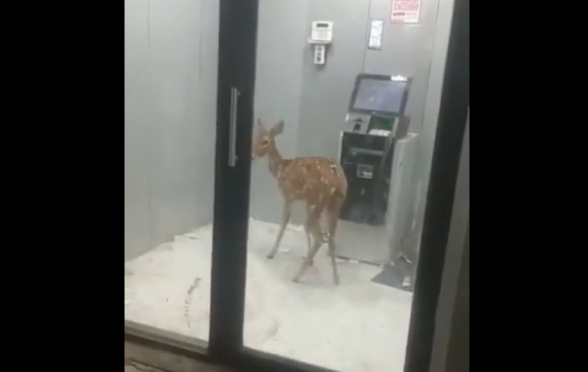 Deer in ATM (1)