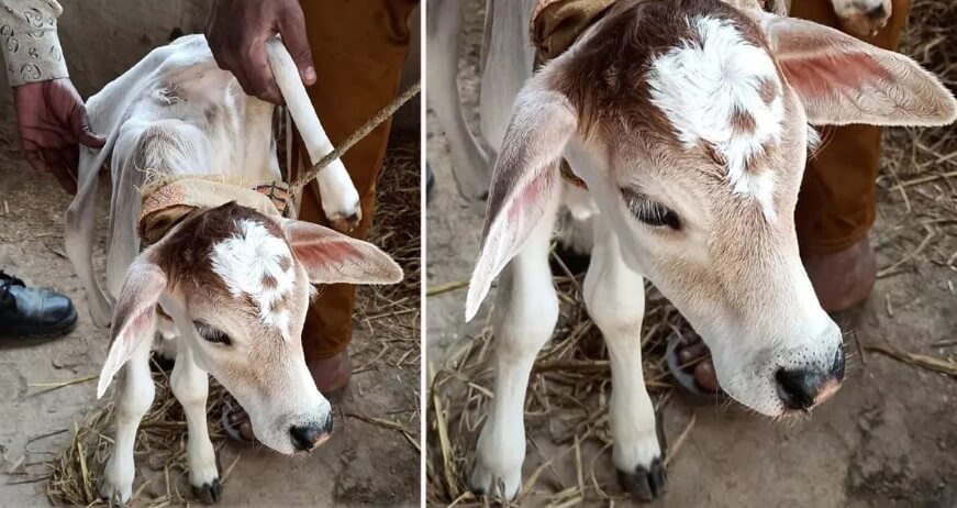Calf born with six legs (1)
