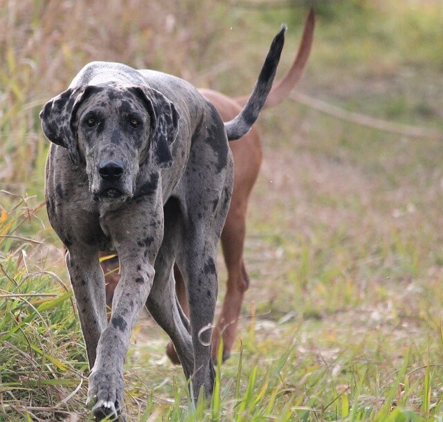 dog-g75605b362_640 (1)