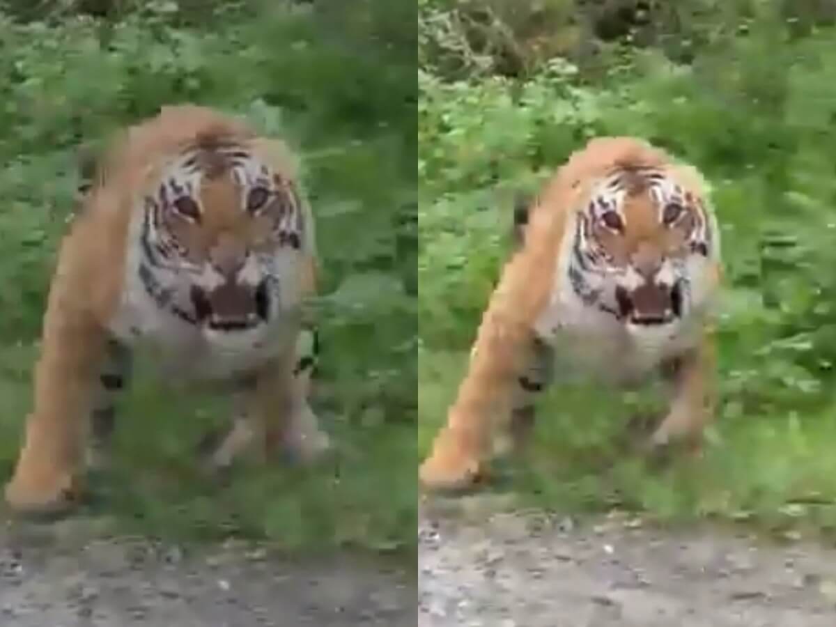 Tiger Ramnagar (1) (1)