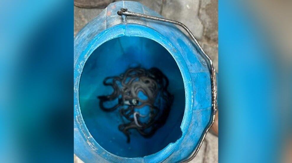 60 snakes found in one house (1)