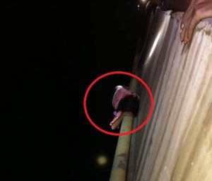 Andhra Pradesh (2) (1)