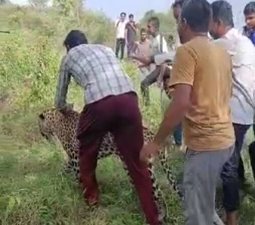 Leopard was caressed (1)