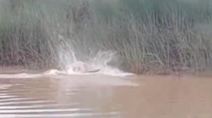 Odisha Crocodile (1)