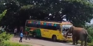 elephant attacks bus (1)