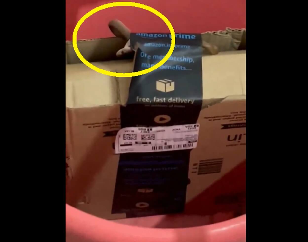 Snake In Amazon Package (1)