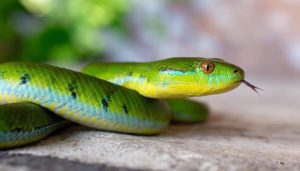 Snake AI Photo Depositphotos_771030352_XL (1) (1)