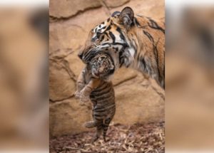 Tigress and her cubs (1)