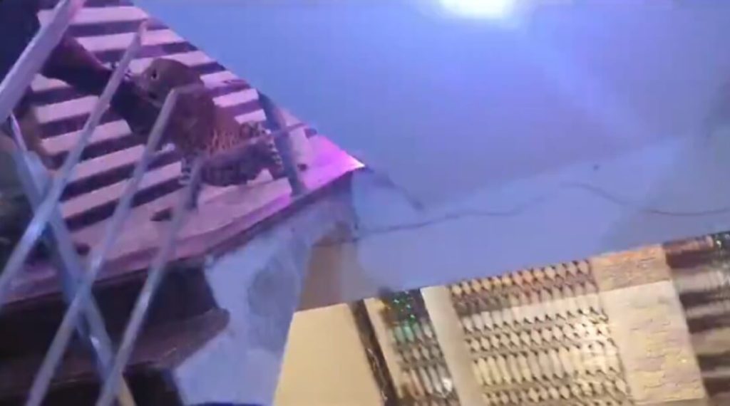 leopard in lucknow marriage hall (1)