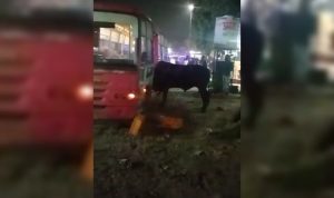 saand ghusa bas me Jaipur (1)