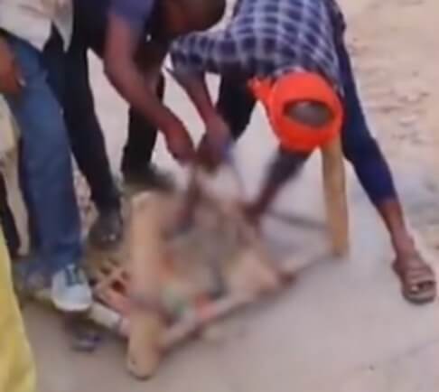 Bhind animal cruelty (1)