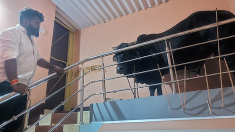 Bull enters bedroom in Jamshedpur IANS (1)