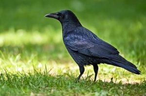 Crow AI Photo Depositphotos_803522702_XL (1) (1)