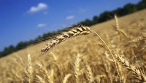 Wheat Field Depositphotos_808351798_XL (1) (1)