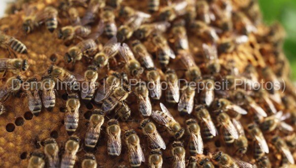 Honeybees AI Photo Deposit Photos (1)