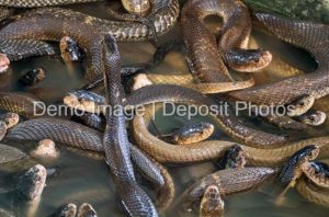 Snakes Deposit Photos (1)