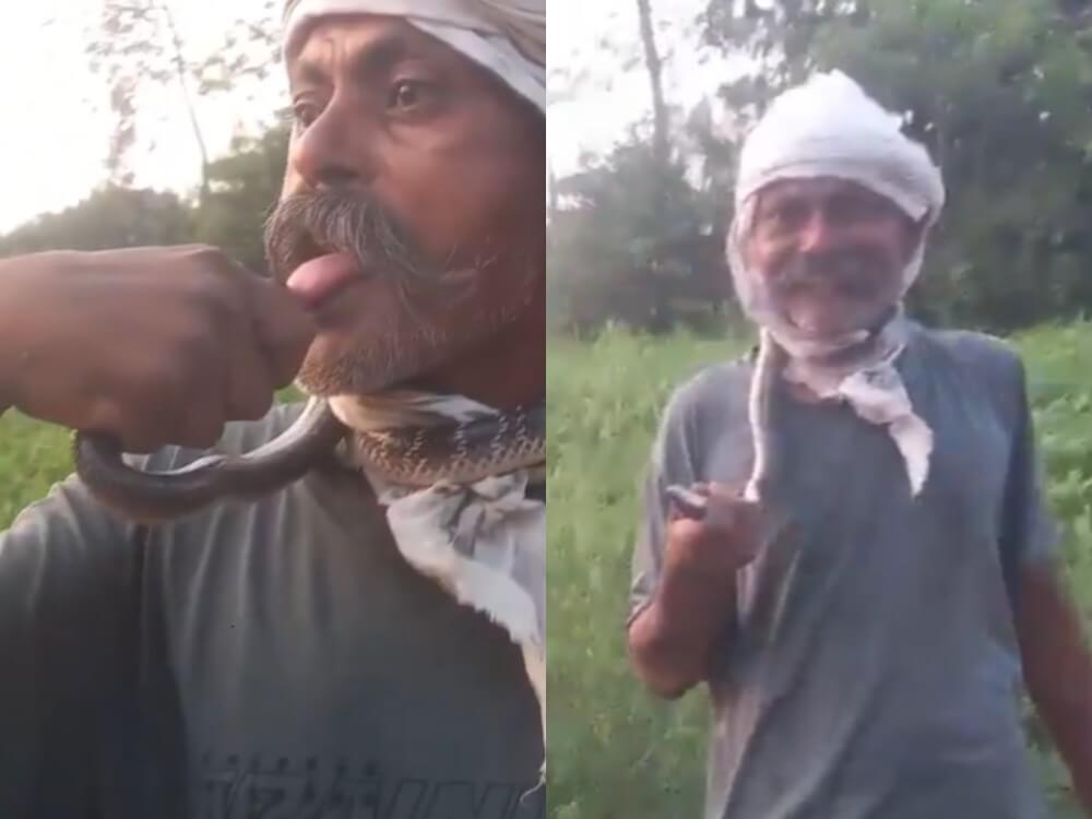 Amroha snake collage (1) (1)