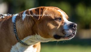 Pitbull Dog AI Image Depositphotos_828876400_XL (1) (1) (1)