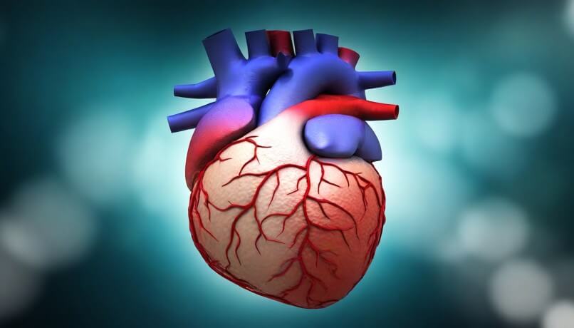 Heart Depositphotos_838095732_XL (1) (1)