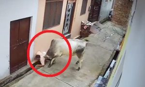 bull attacks old man in Muzzafarnagar (1)