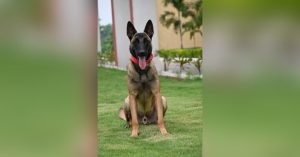 Dog martyred IANS 2 (1)